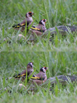 Imagem de Carduelis carduelis parva Tschusi 1901