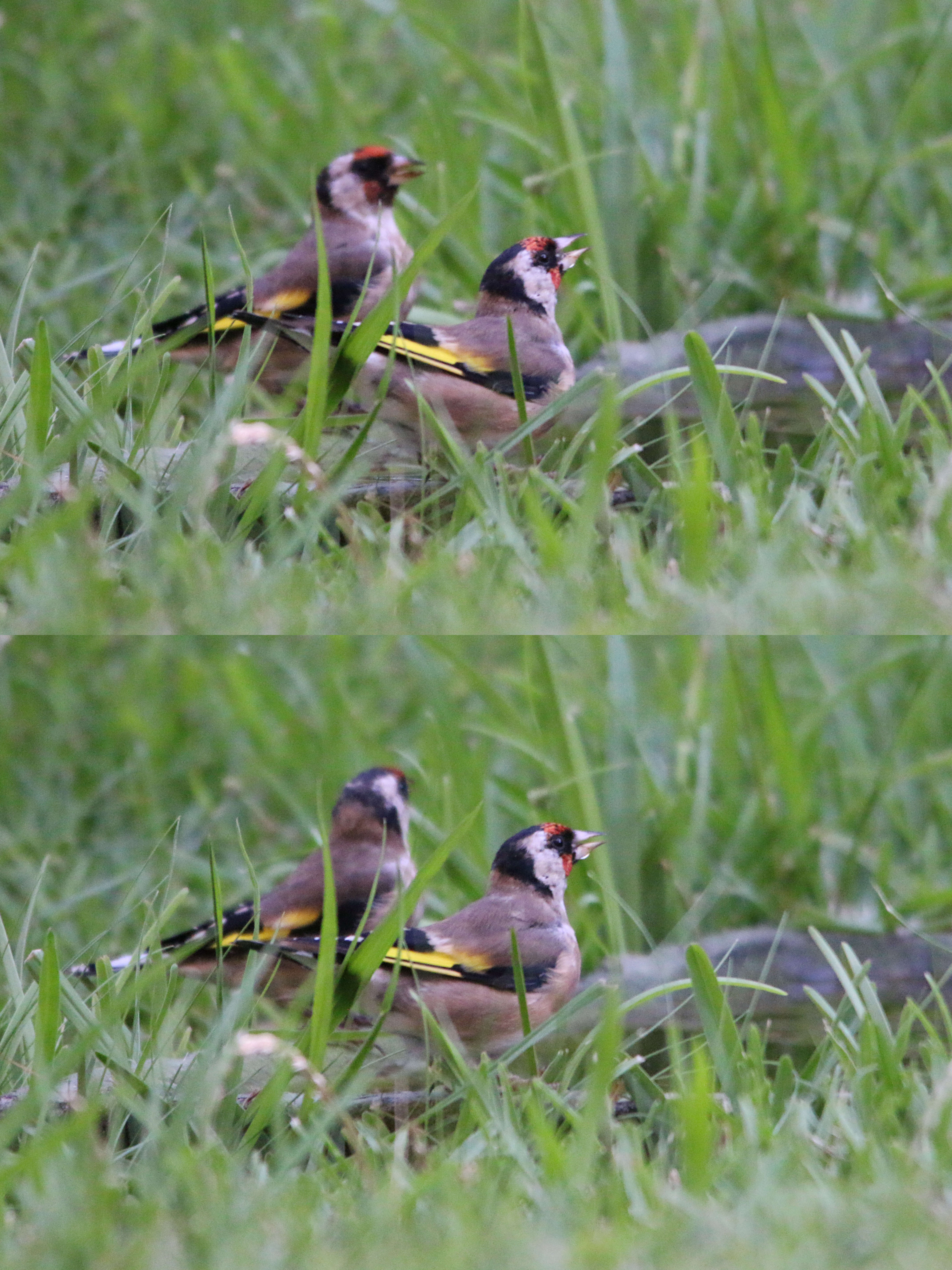 Image of Carduelis carduelis parva Tschusi 1901