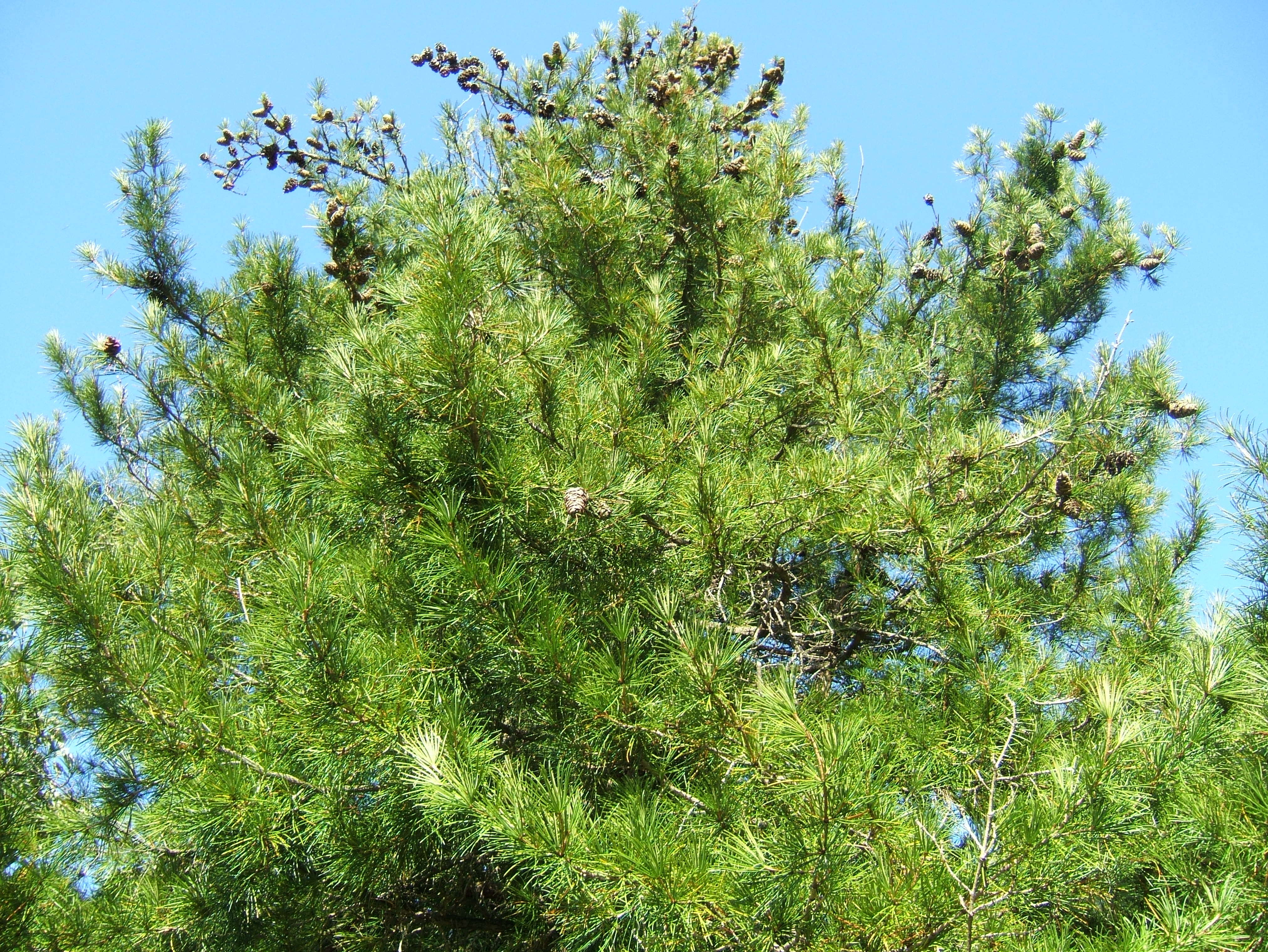 Image of umbrella-pine family