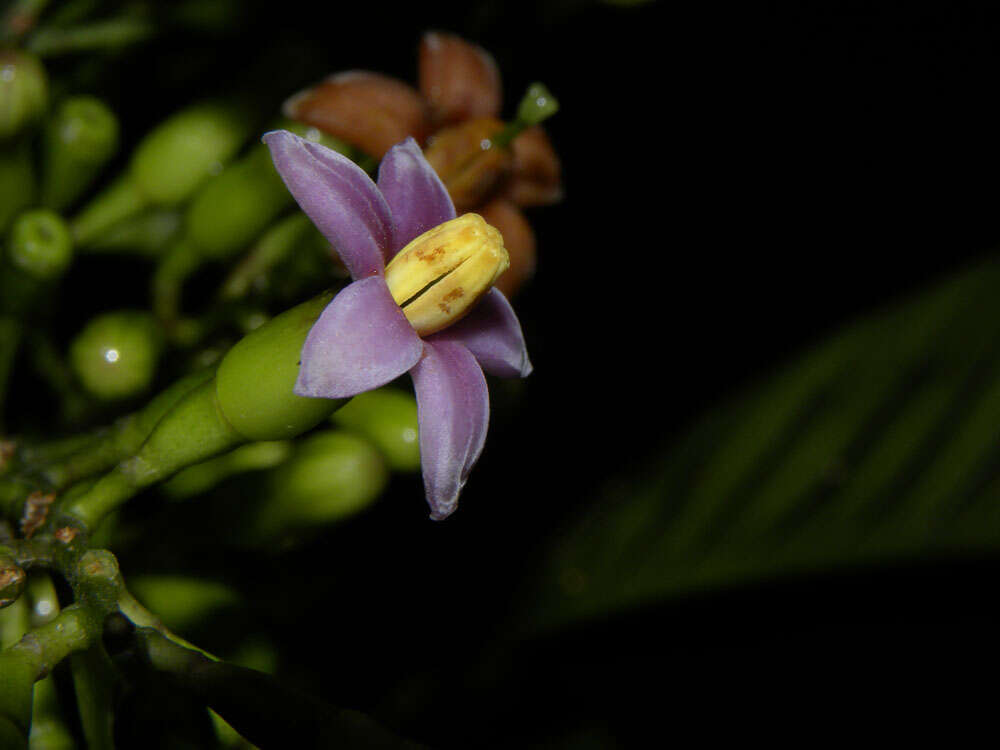 Image de Rustia occidentalis (Benth.) Hemsl.