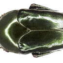 Image of Ischiopsopha ritsemae Neervoort Van De Poll 1886