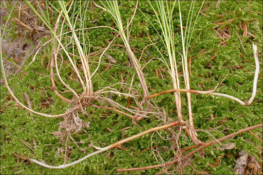 Image de Carex alba Scop.