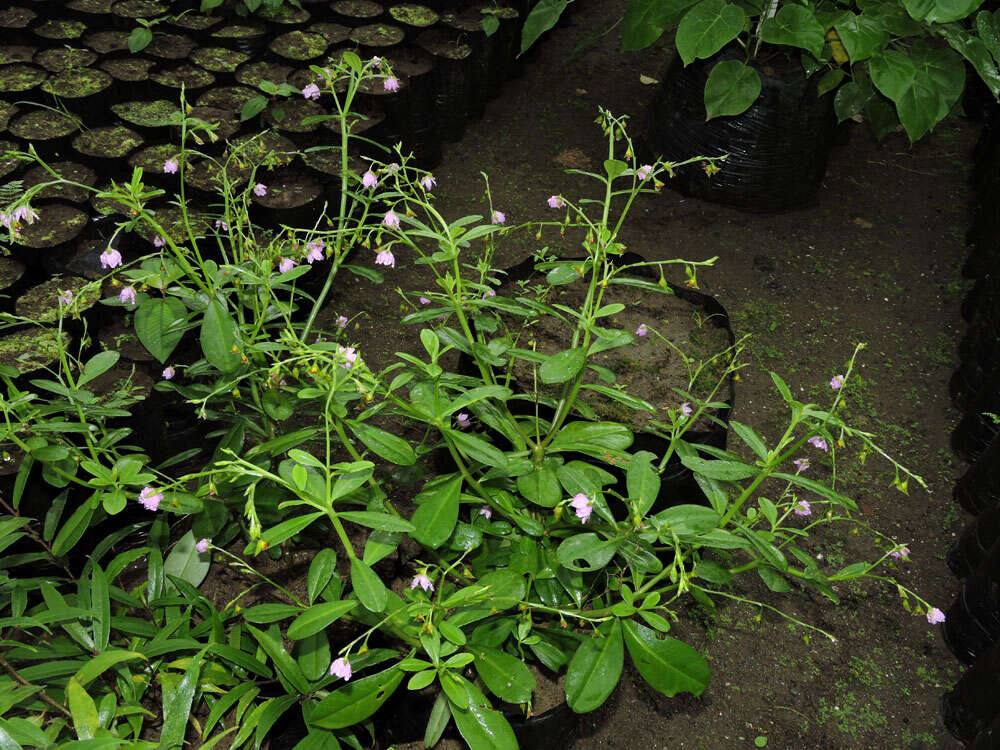 Image of Ceylon spinach