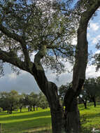 Image of Cork Oak