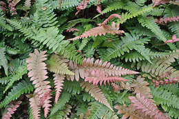 Image of hammock fern