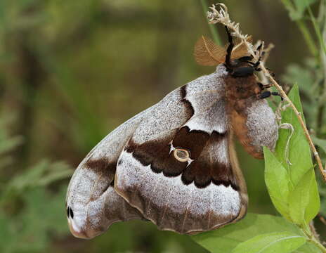 Image of Antheraea subgen. Telea Hübner (1819)