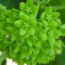 Image of Marsdenia volubilis (L. fil.) Cooke