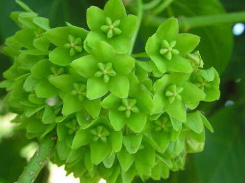 Image of Marsdenia volubilis (L. fil.) Cooke