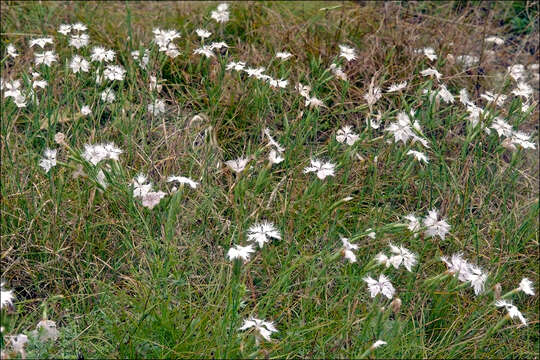 Image of Dianthus superbus subsp. superbus