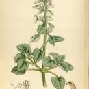 Image of Stachys saxicola subsp. maweana (Ball) Maire