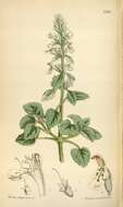 Image de Stachys saxicola Coss. & Balansa