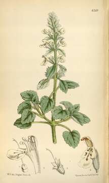 Image of Stachys saxicola Coss. & Balansa