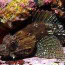 Image of Eastern Red scorpionfish