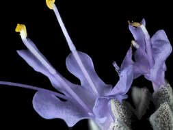 Salvia chionopeplica Epling resmi