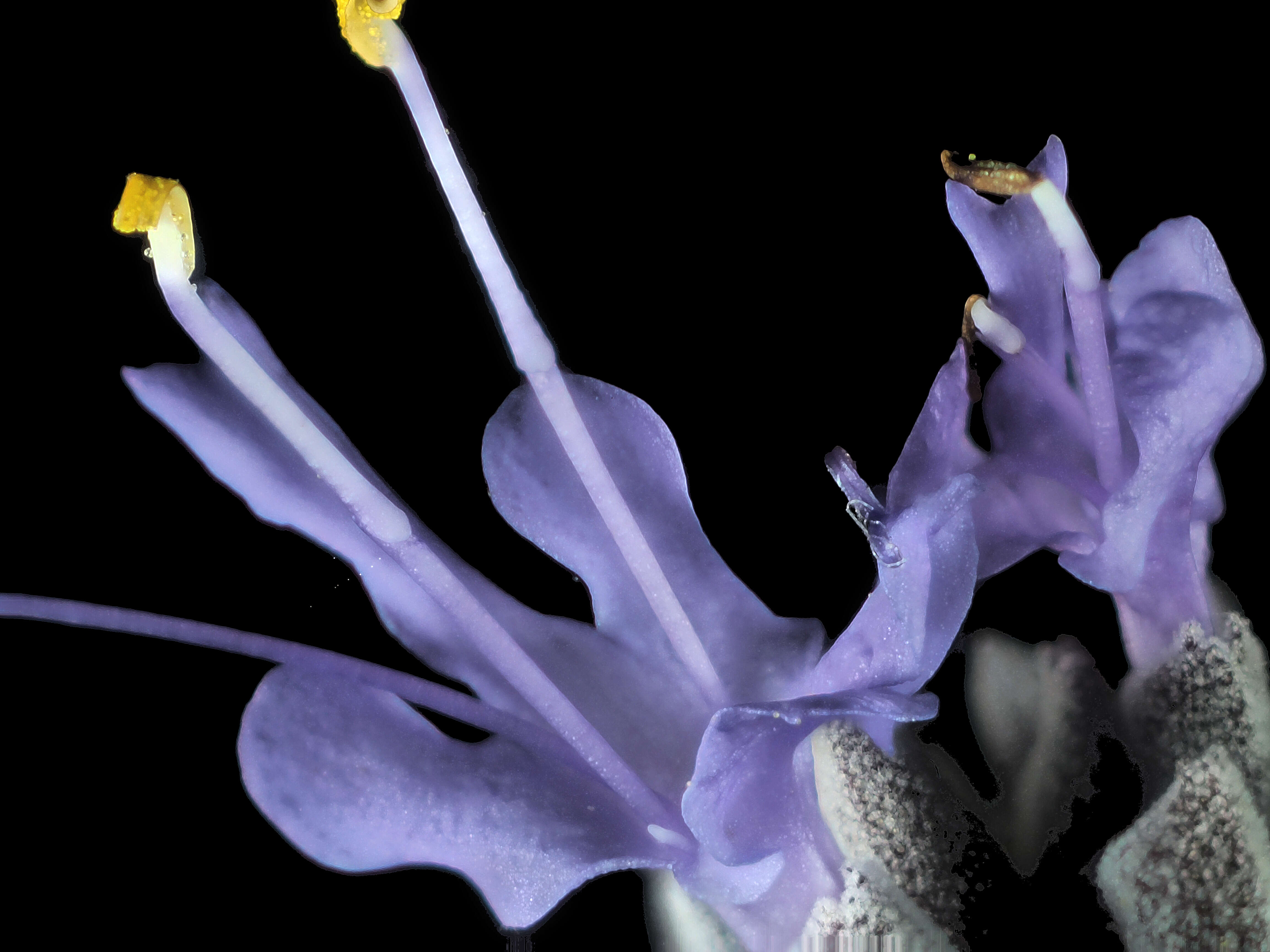 Imagem de Salvia chionopeplica Epling