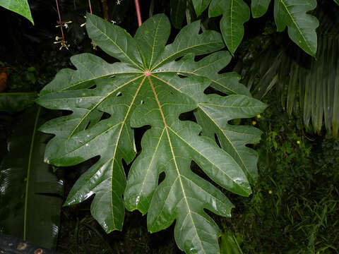 Image of papaya