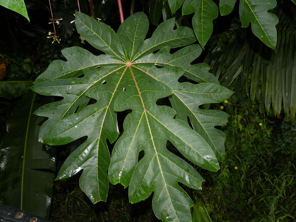 Image of papaya