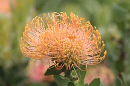 Image of leucospermum