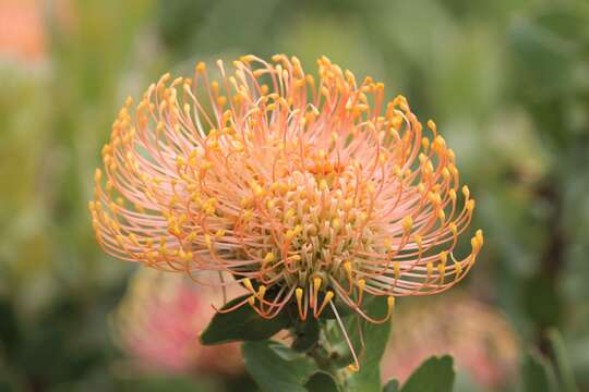 Image of red pincushion-protea