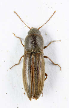 Image of Lined Click Beetle