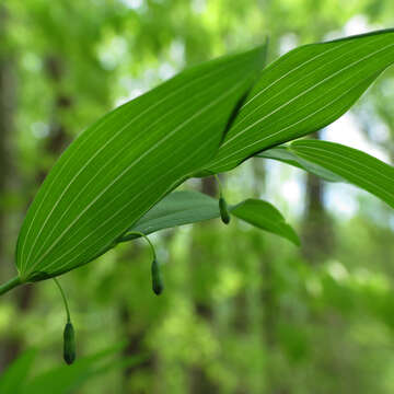 Polygonatum pubescens (Willd.) Pursh resmi