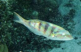 Image of Parrotfish