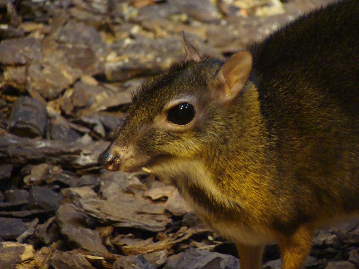 Image of chevrotains and mouse-deer