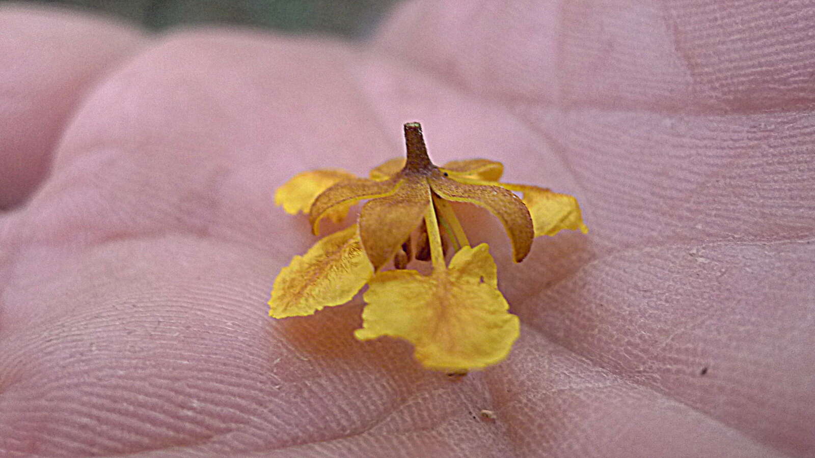 Image de Moldenhawera floribunda Schrad.