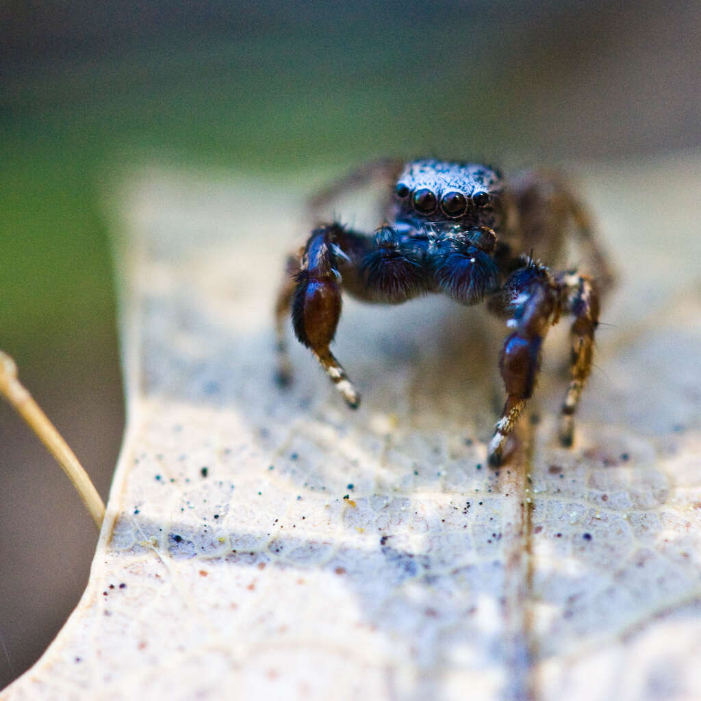 Image of Habronattus oregonensis (Peckham & Peckham 1888)