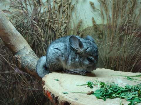 Image of chinchilla