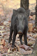 Image of Indian boar