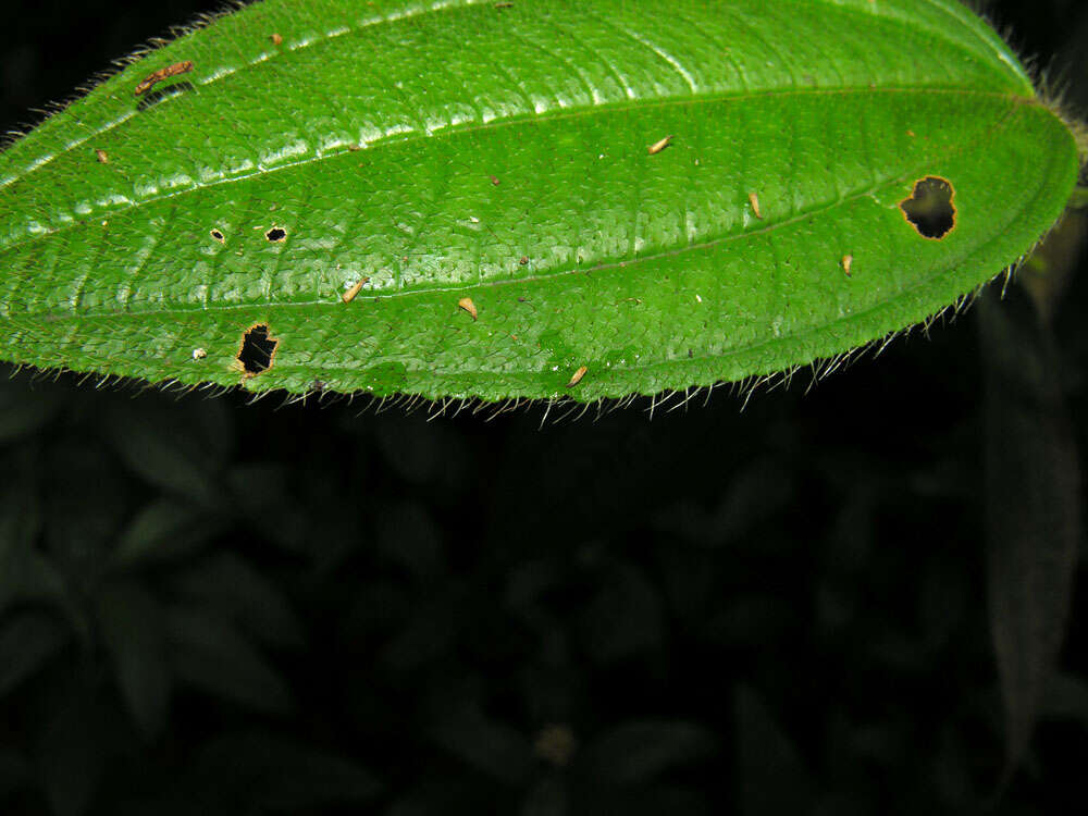 Imagem de Miconia lacera (Bonpl.) Naud.