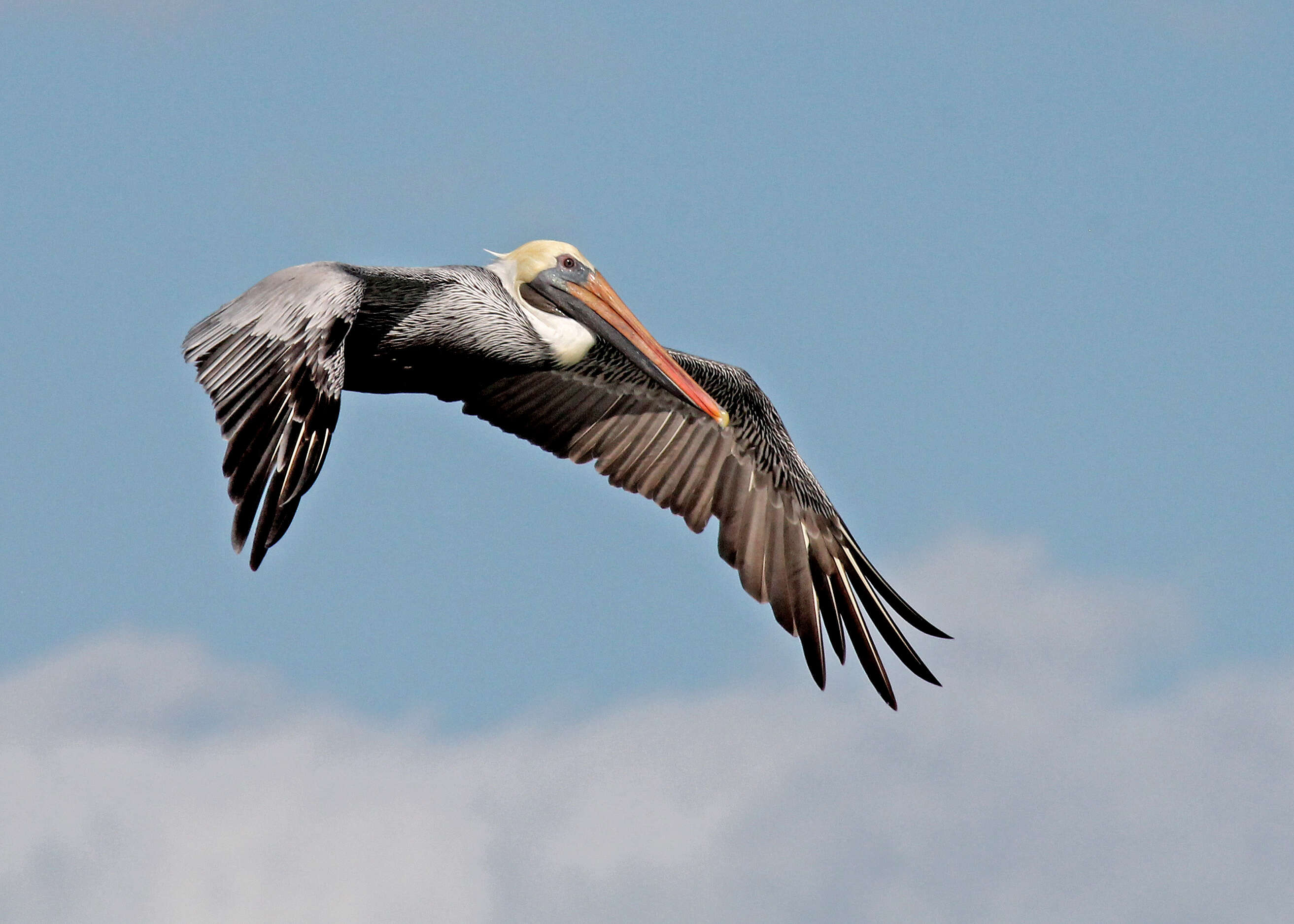 Image of pelicans