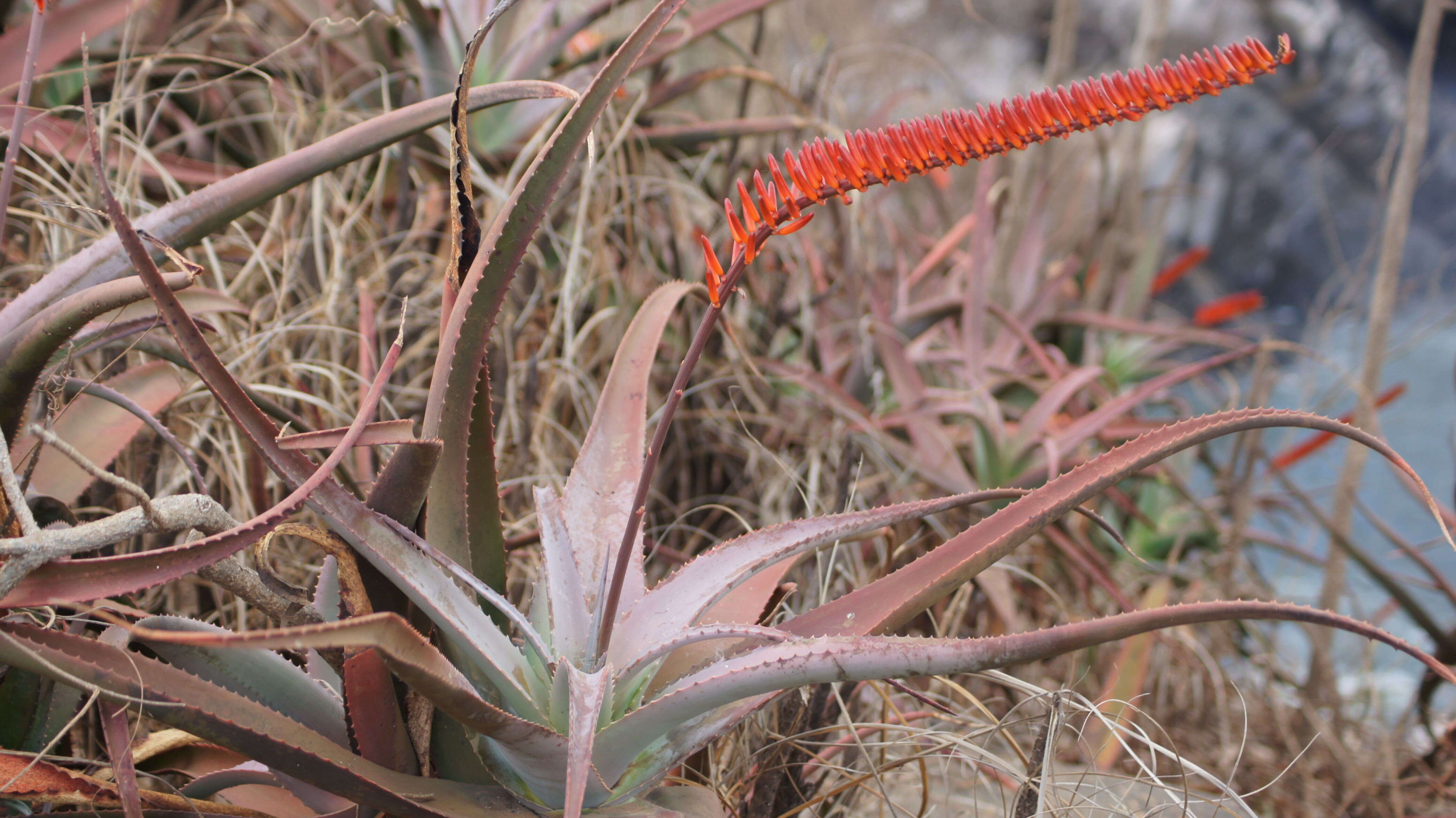 Image of Aloe mawii Christian