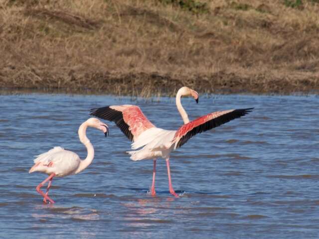 Imagem de Phoenicopterus Linnaeus 1758