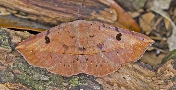 Image of Variable Metallata Moth