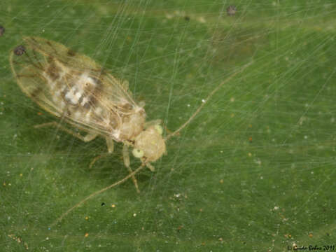 Image of false lizard barklice