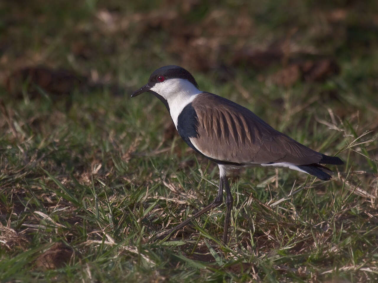 Image of Lapwing