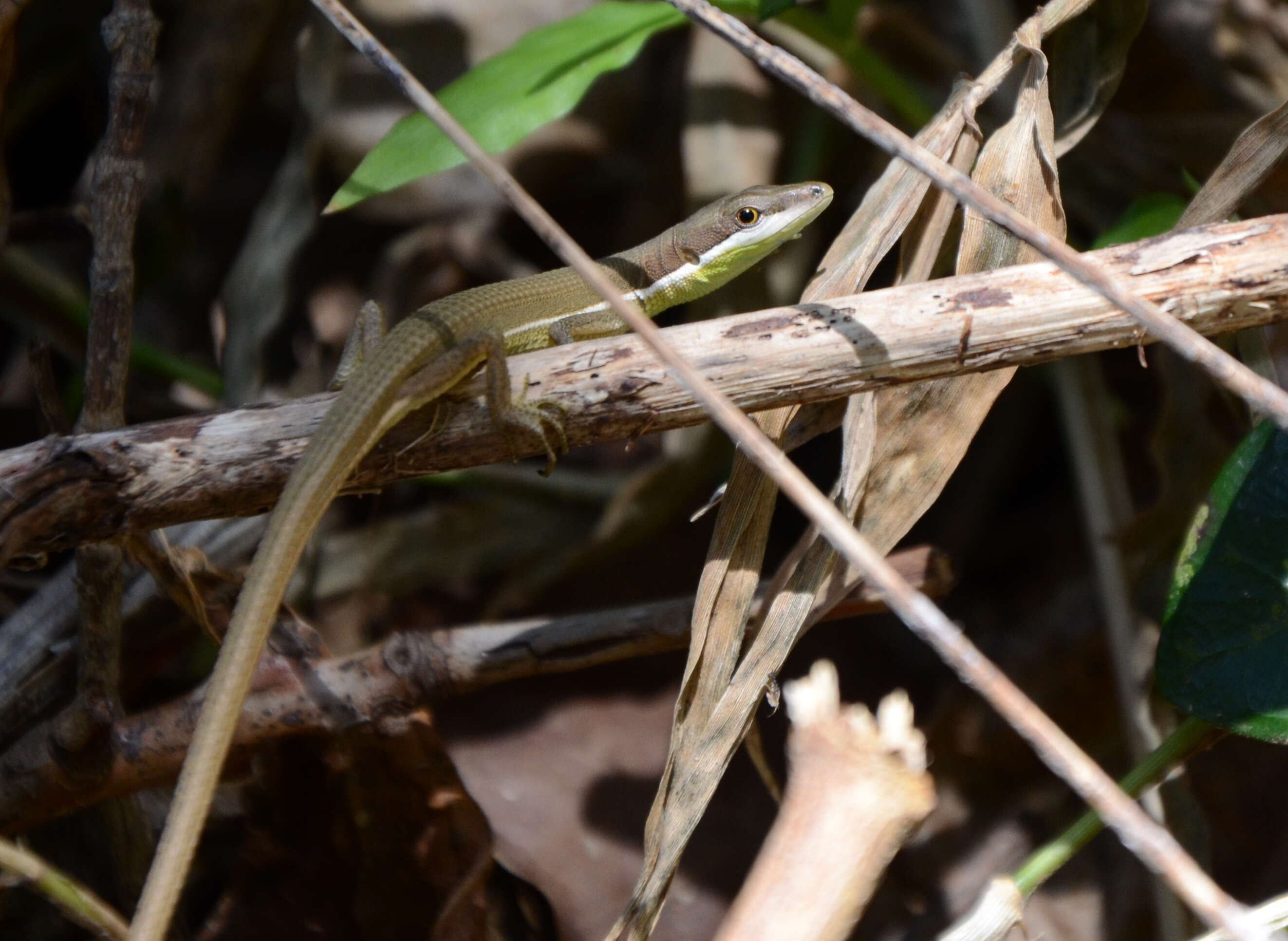 Image of Grass lizards