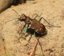 Image de Cicindela (Cicindela) ancocisconensis T. W. Harris 1852