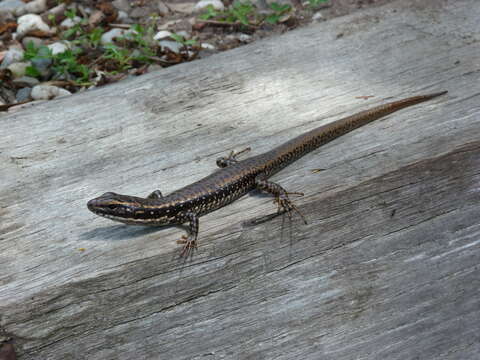 Image of water skink