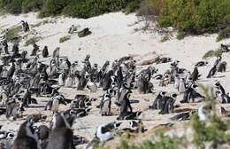 Image of African Penguin