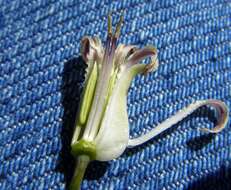 Image of lyreleaf jewelflower