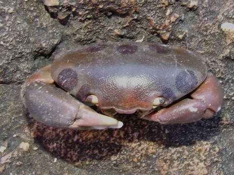 Image of Carpiliidae Ortmann 1893