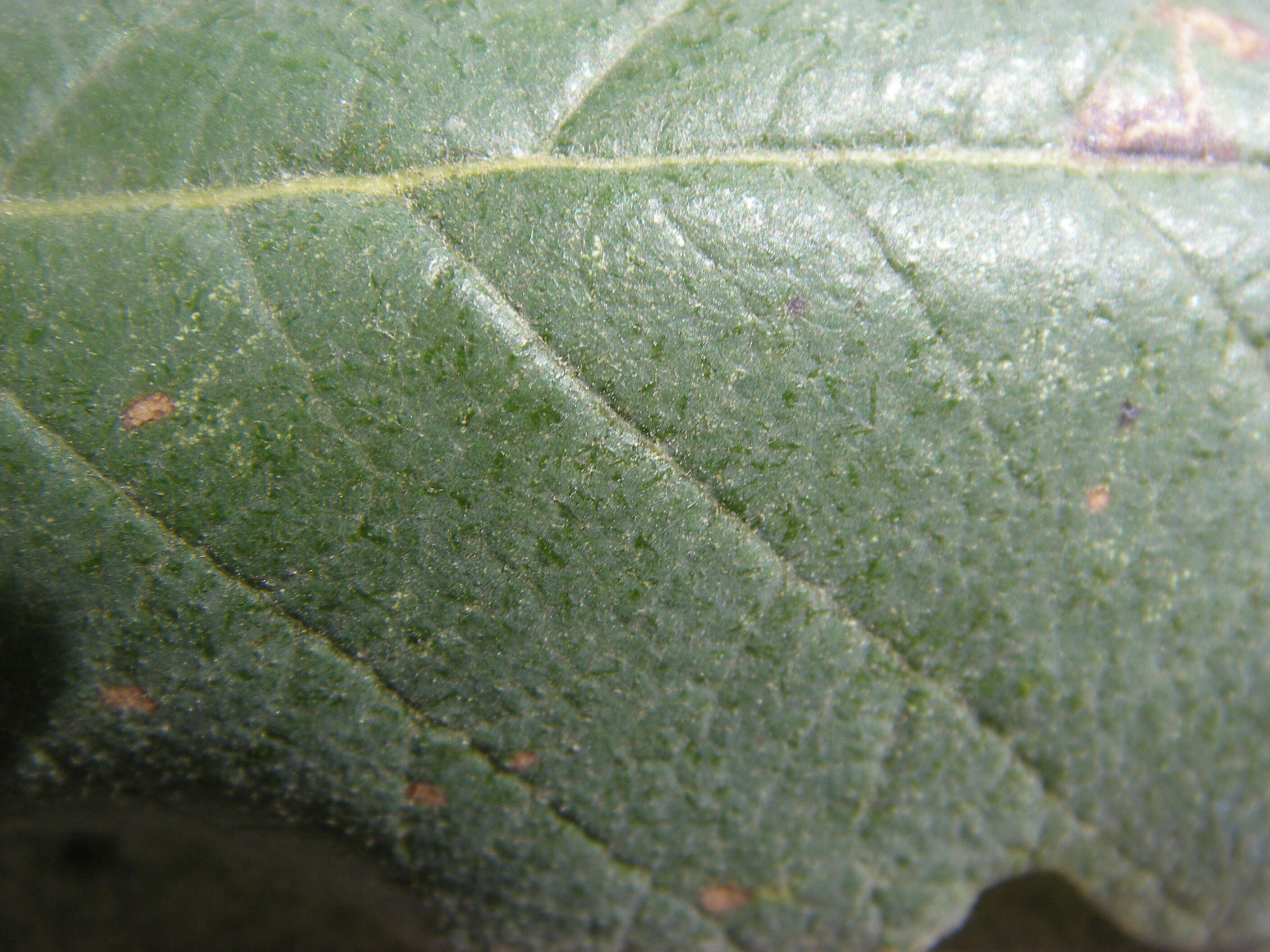 Image of netleaf oak