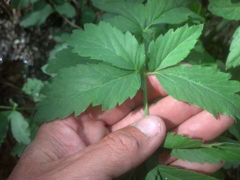 Imagem de Cicuta maculata L.