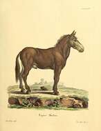 Image of Equus mulus