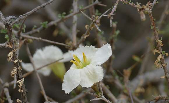 Imagem de Rhigozum tricotomum