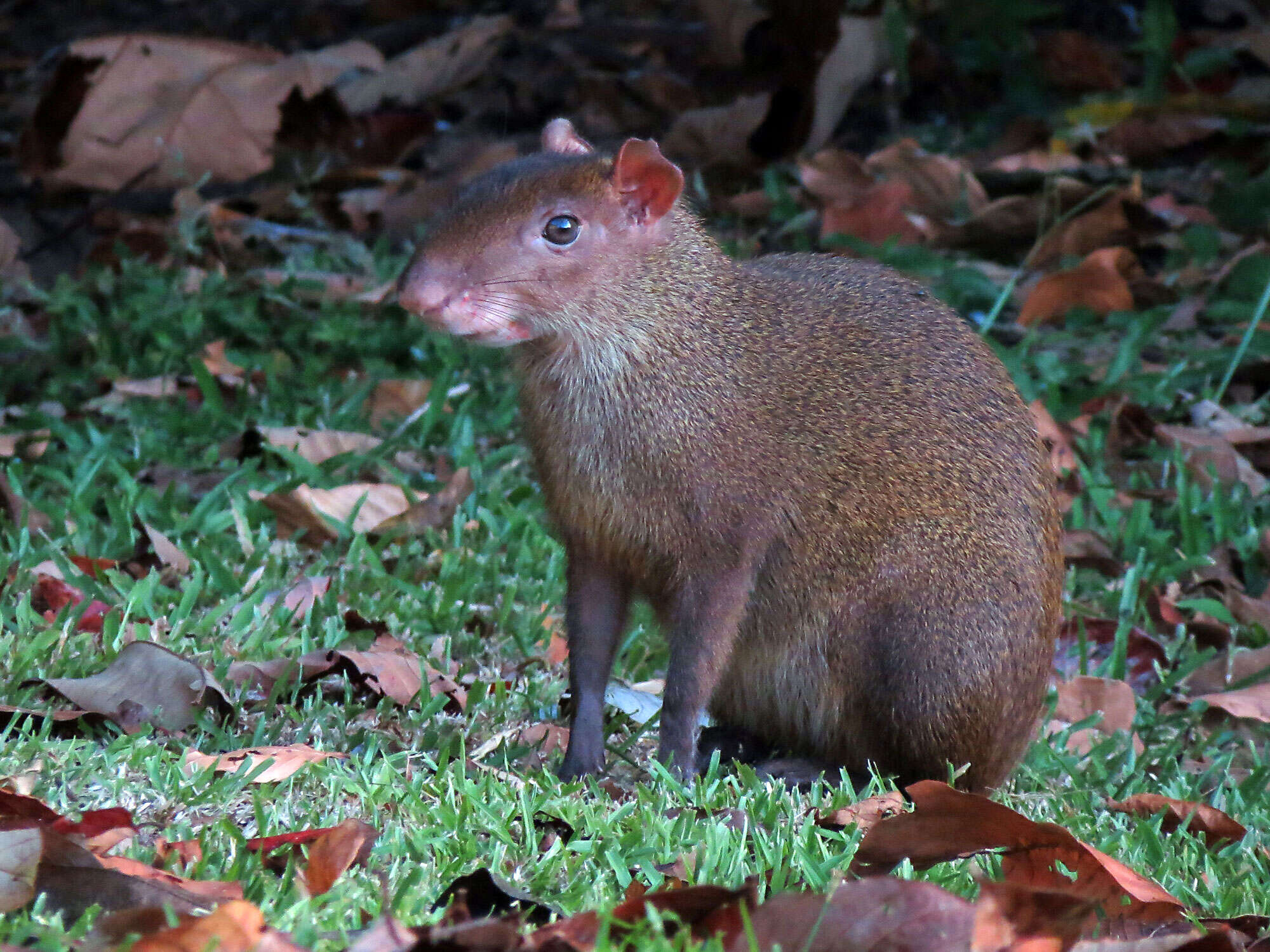 Image of agoutis and pacas