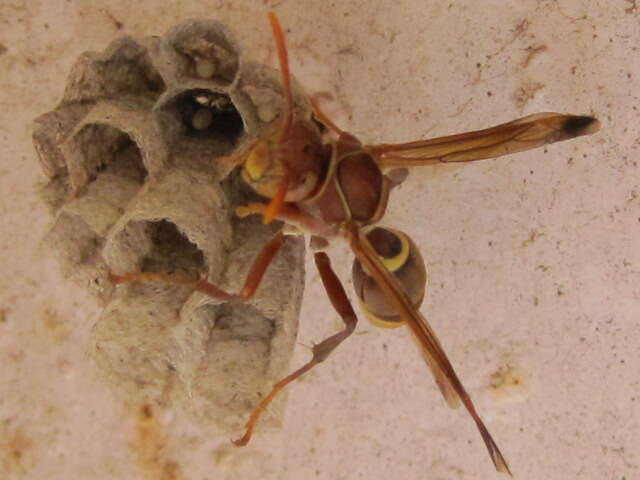 Image of Polistes stigma (Fabricius 1793)